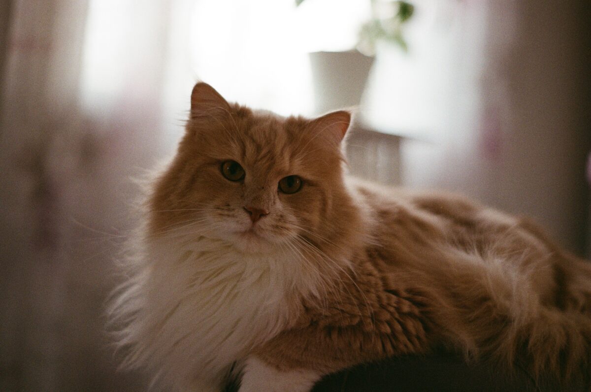 analog bild katt
