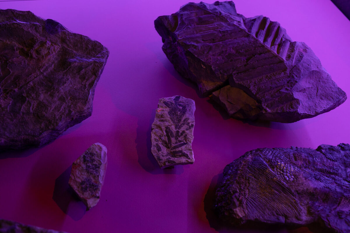 fossil från Naturhistoriska
