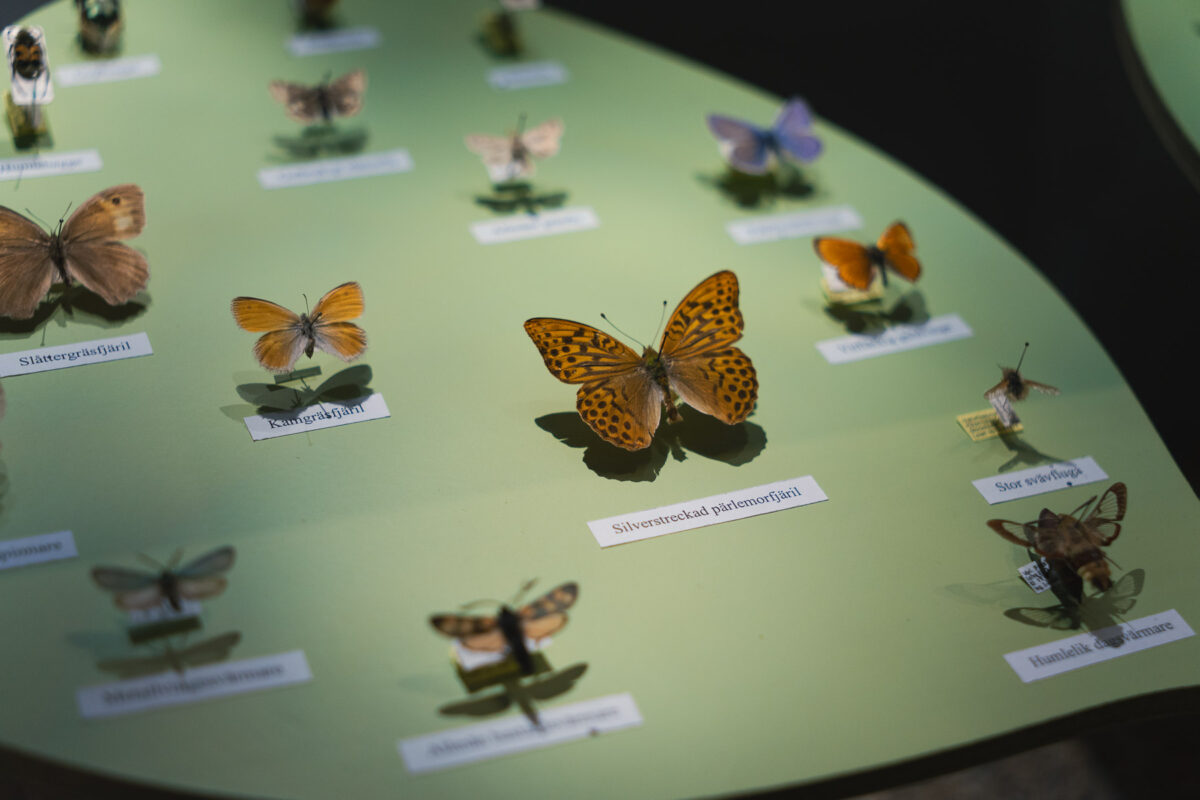 naturhistoriska fjärilssamling