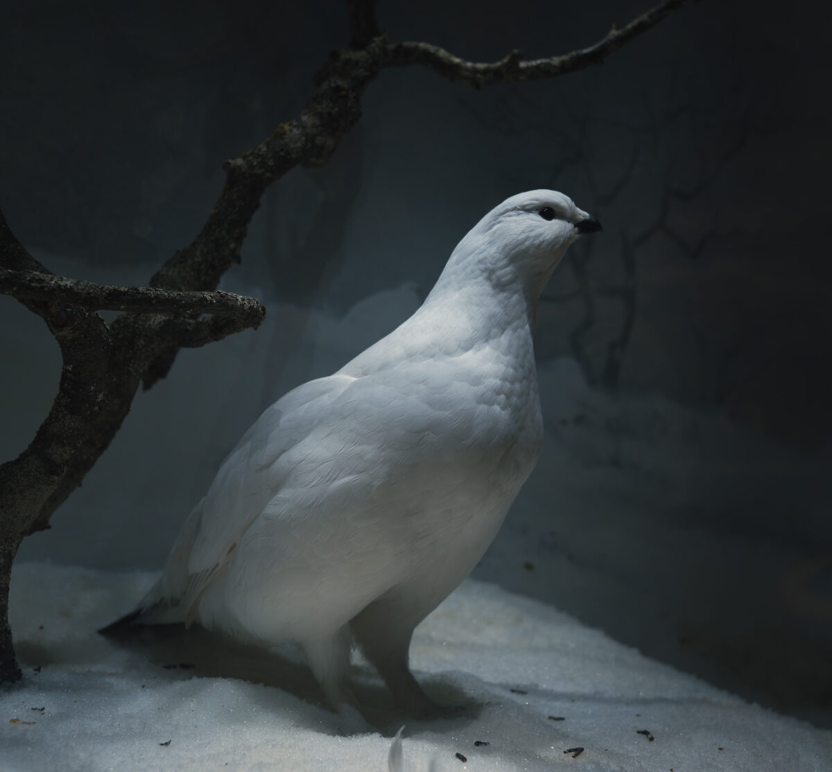 naturhistoriska dalripa