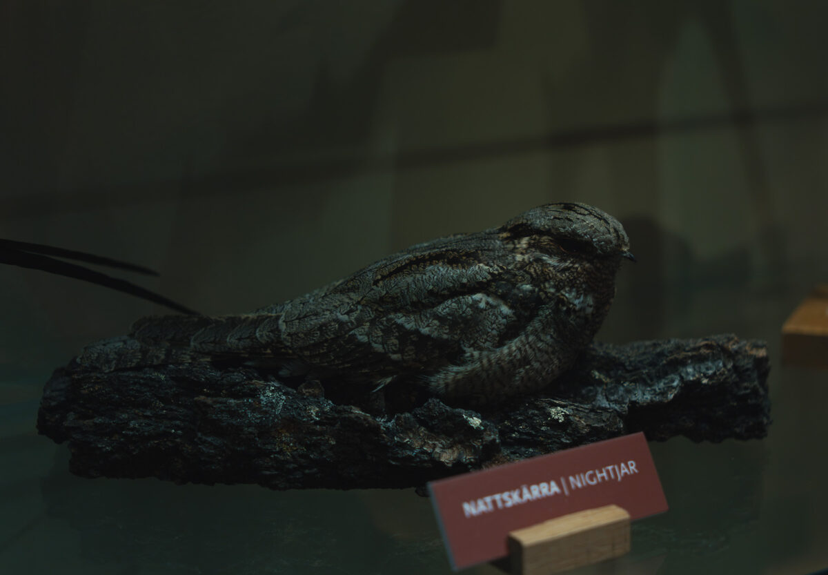 naturhistoriska nattskärra