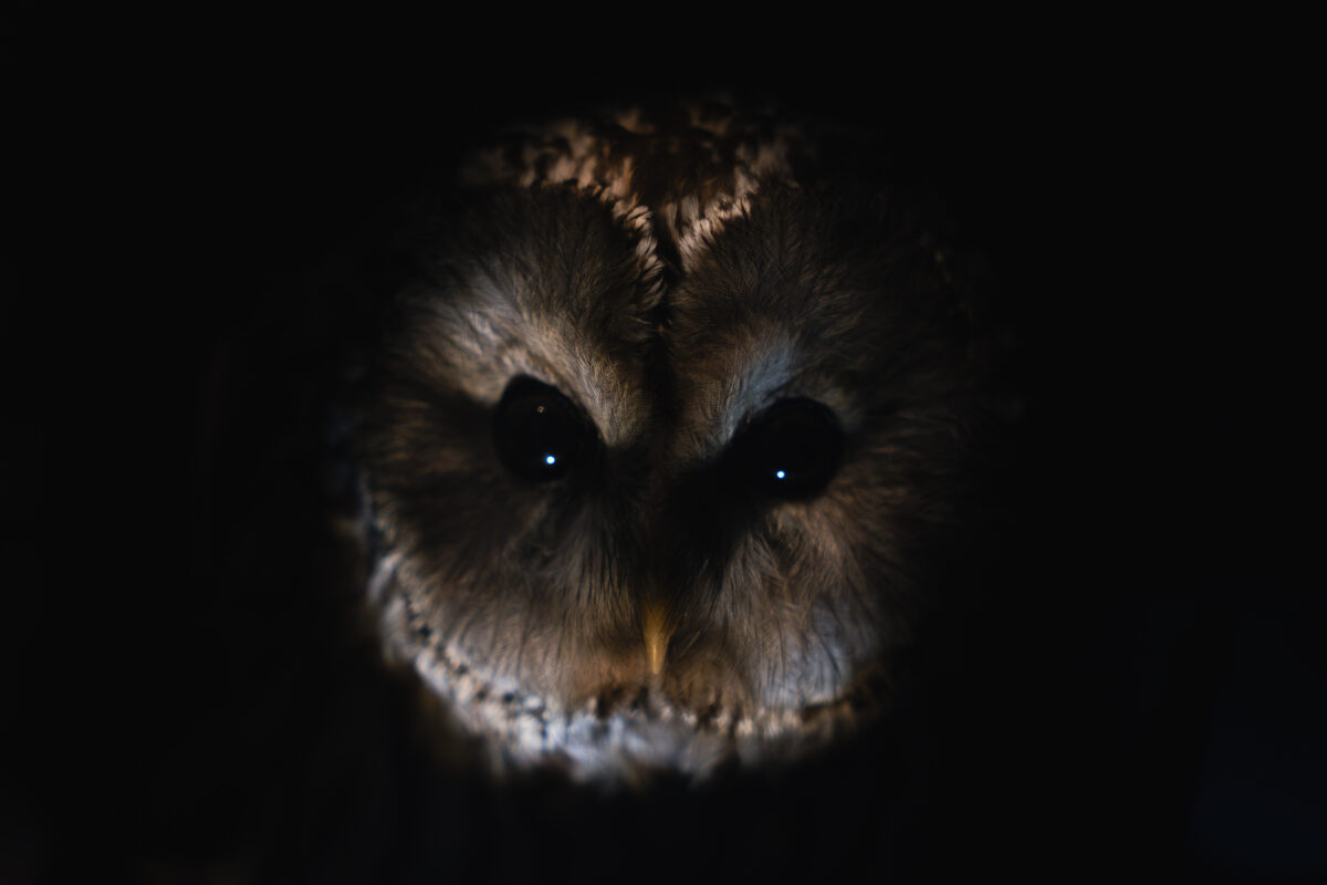 naturhistoriska slaguggla