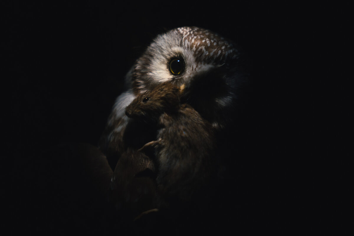 naturhistoriska sparvuggla