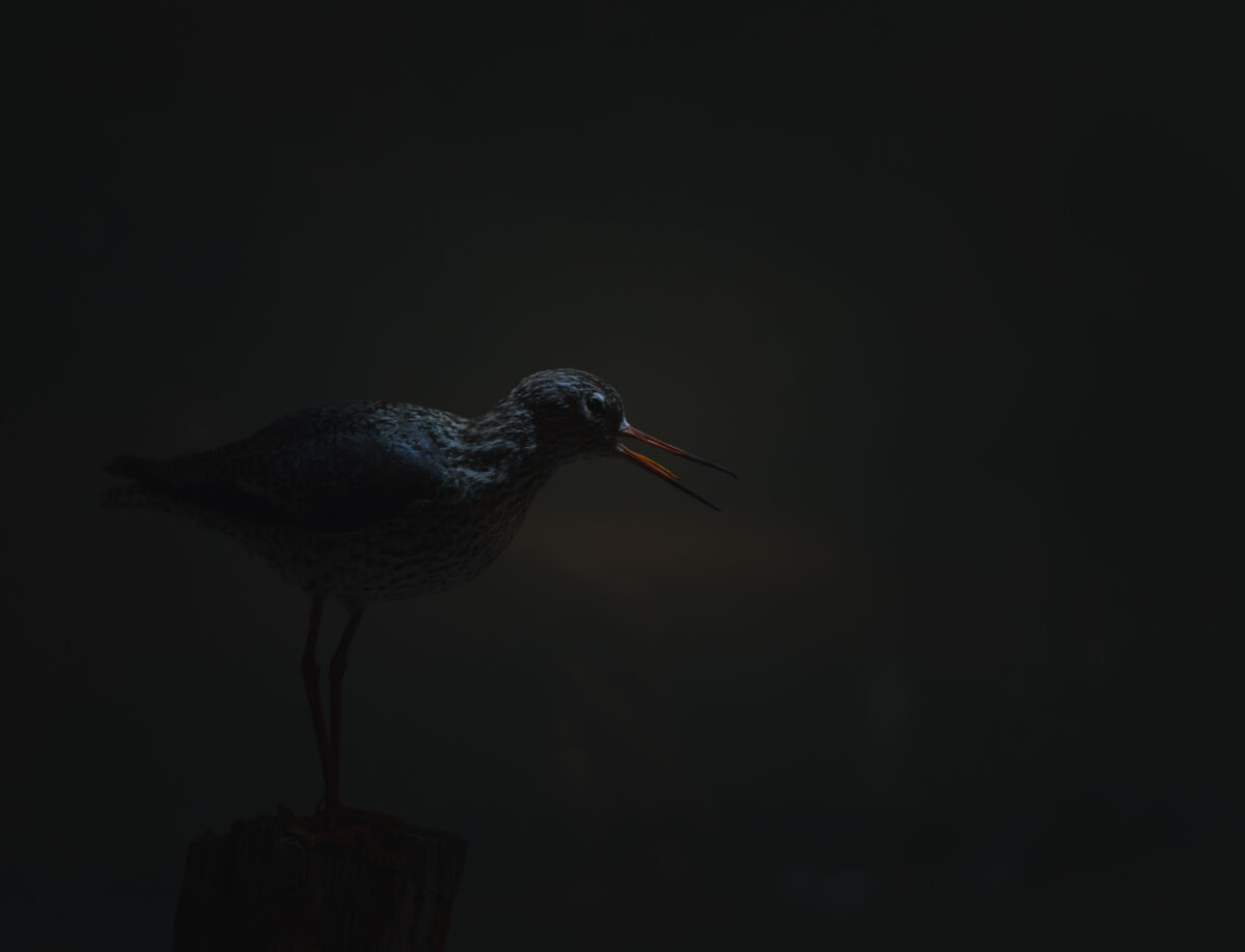 naturhistoriska svartsnäppa