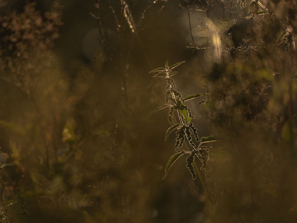 sigma 17 40mm f 1.8 dc art sample photos