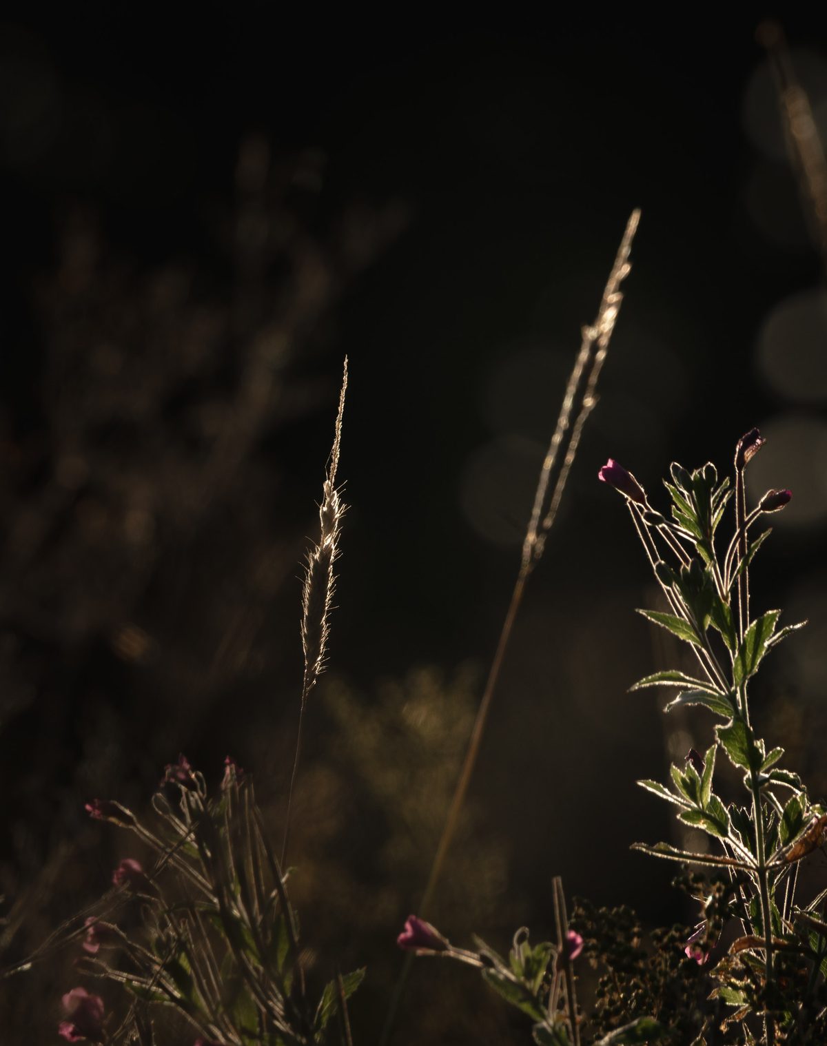 sigma 17 40mm f 1.8 dc art sample photos